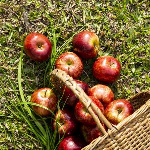 Country Apple Fragrance Oil